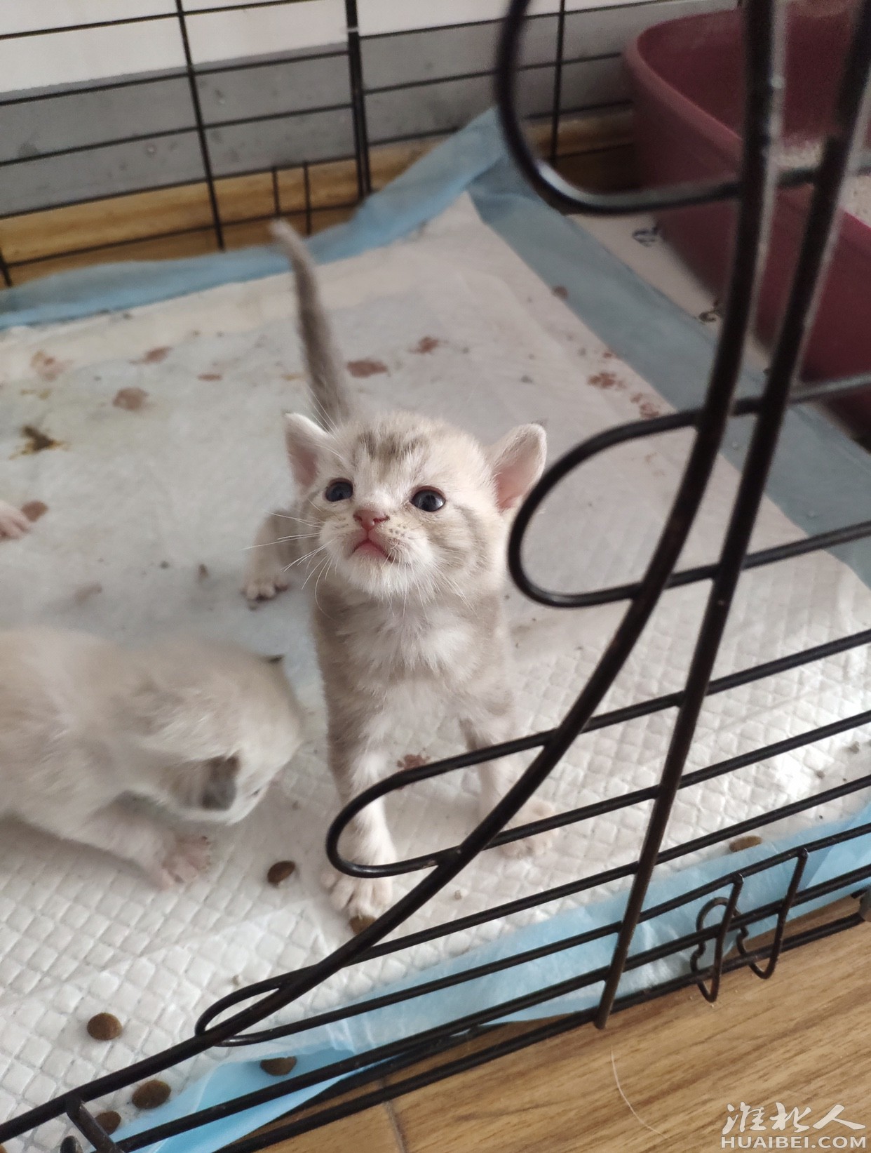美短标斑猫出