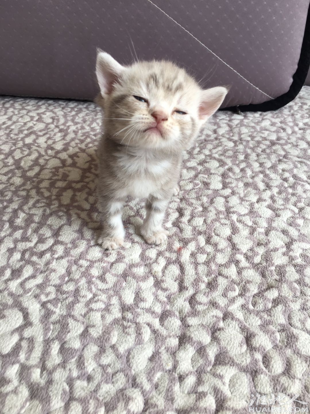 美短标斑猫出