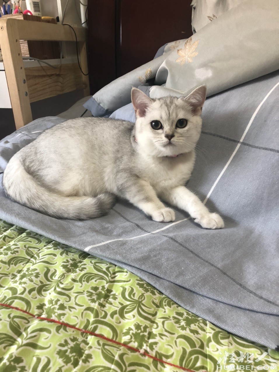 自家生的银渐层猫咪有想要的联系我