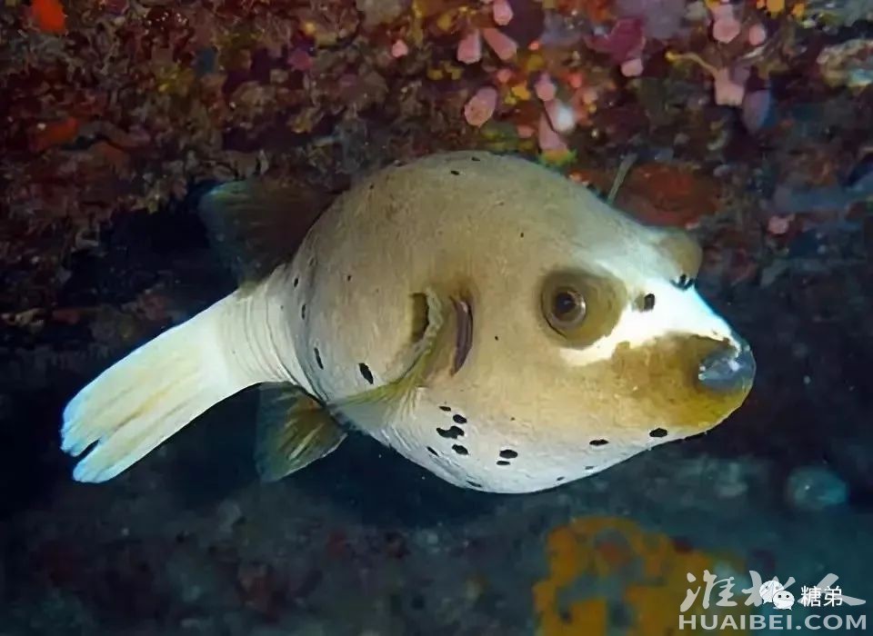 淮北吾悦广场新海洋世界开业啦免费电子门票无限送